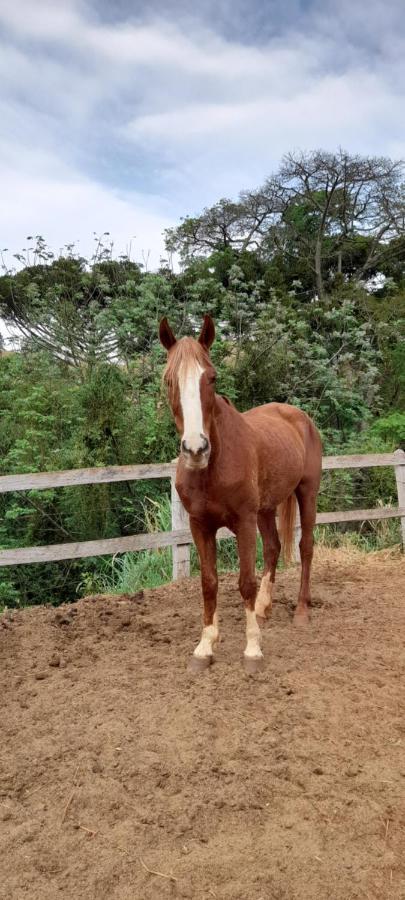 Refugio Horse Villa Santo Antônio do Pinhal Eksteriør billede