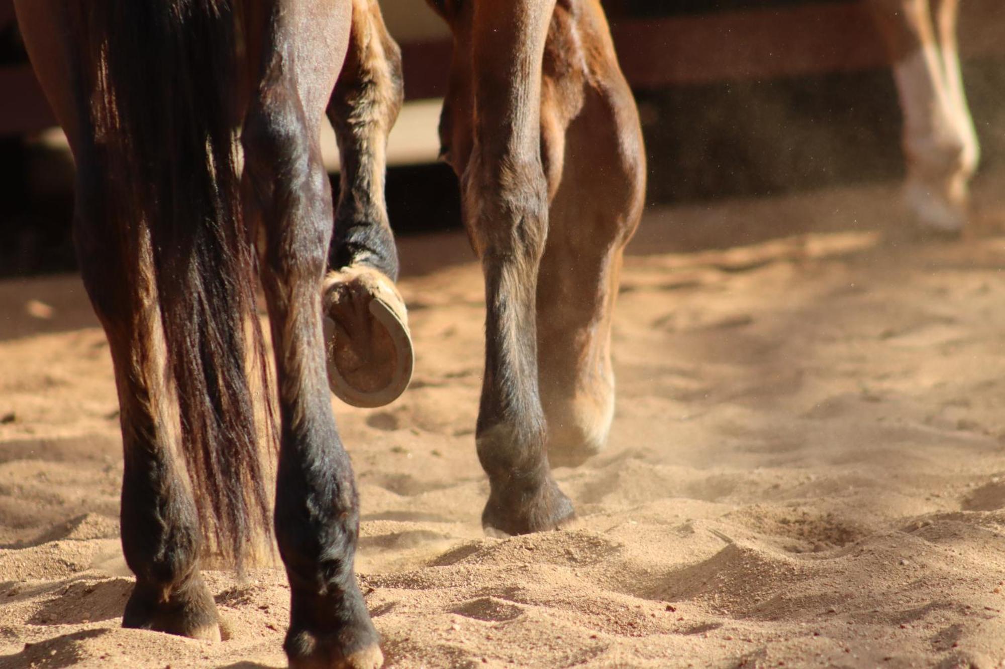 Refugio Horse Villa Santo Antônio do Pinhal Værelse billede